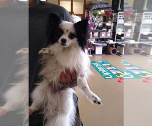Papillon Dogs for adoption in Upland, CA, USA