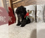 Small Photo #3 Poodle (Miniature) Puppy For Sale in BARNETT, MO, USA