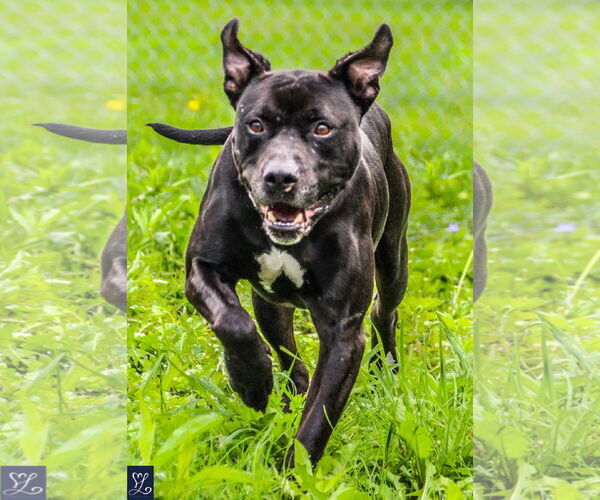 Medium Photo #4 American Staffordshire Terrier-Unknown Mix Puppy For Sale in Lockport, NY, USA