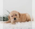 Small Photo #5 Golden Retriever Puppy For Sale in NEWPORT, PA, USA