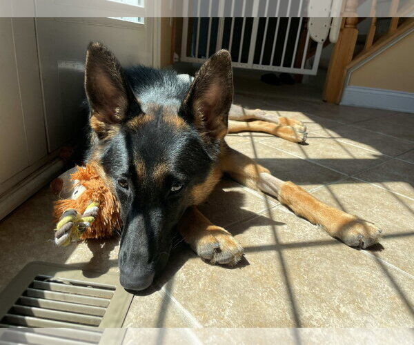Medium Photo #5 German Shepherd Dog Puppy For Sale in Cliffwood, NJ, USA