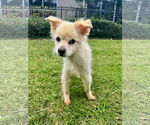 Small #5 Pomeranian Mix