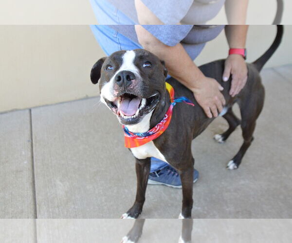 Medium Photo #3 American Pit Bull Terrier-Unknown Mix Puppy For Sale in McKinney, TX, USA