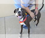 Small #2 American Pit Bull Terrier Mix