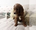 Small Photo #3 Goldendoodle Puppy For Sale in MIAMI LAKES, FL, USA