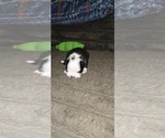 Small Boston Terrier