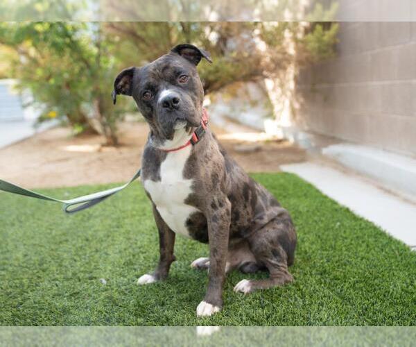 Medium Photo #2 American Pit Bull Terrier-Unknown Mix Puppy For Sale in Las Vegas, NV, USA