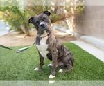Small #1 American Pit Bull Terrier Mix