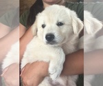Small Photo #4 Akbash Dog-Great Pyrenees Mix Puppy For Sale in EL DORADO, KS, USA