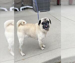 Pug Dogs for adoption in Jackson, CA, USA