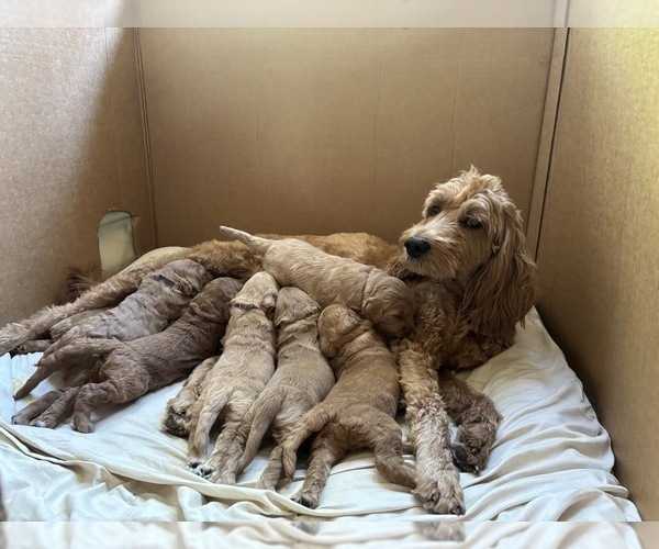 Medium Photo #28 Goldendoodle Puppy For Sale in CASTRO VALLEY, CA, USA