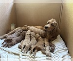 Small #27 Goldendoodle