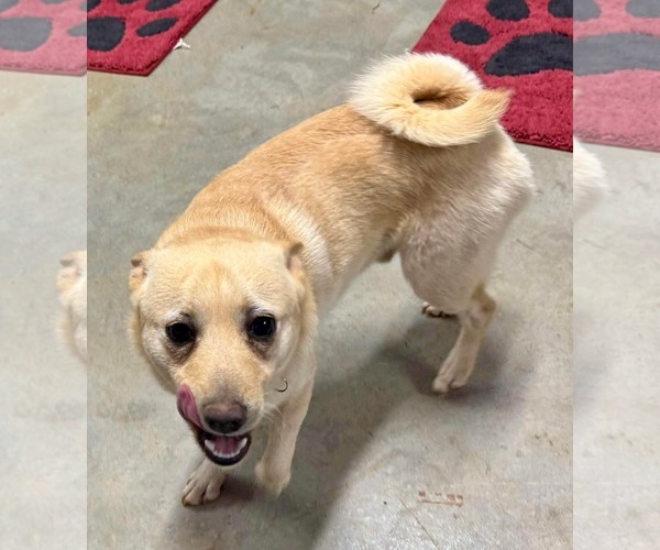 Medium Photo #5 Chiranian Puppy For Sale in Spring Lake, NC, USA