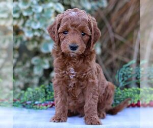 Goldendoodle (Miniature) Puppy for sale in EAST EARL, PA, USA