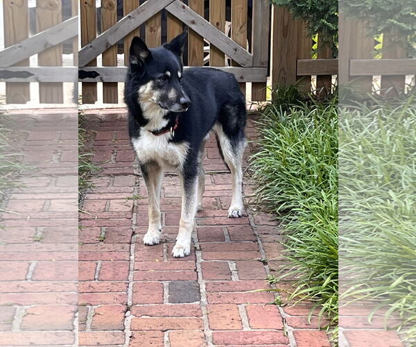 Medium Photo #2 German Shepherd Dog-Unknown Mix Puppy For Sale in Monkton, MD, USA