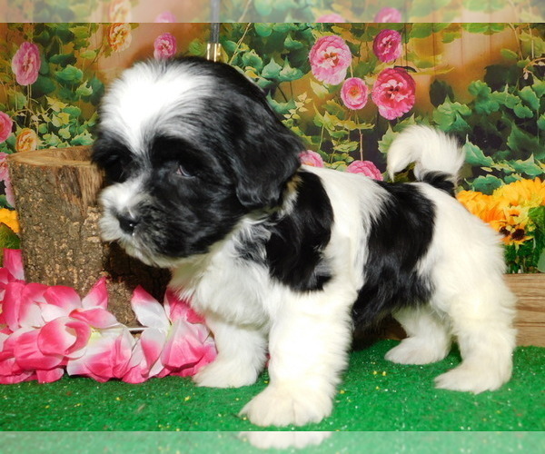 Medium Photo #2 Shih Tzu Puppy For Sale in HAMMOND, IN, USA