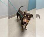 Small Border Collie Mix