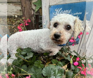 Frost and Snow - Female Bichon Frise Dog for Adoption - Photo #2
