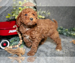Small Photo #22 Poodle (Miniature) Puppy For Sale in WOLCOTTVILLE, IN, USA
