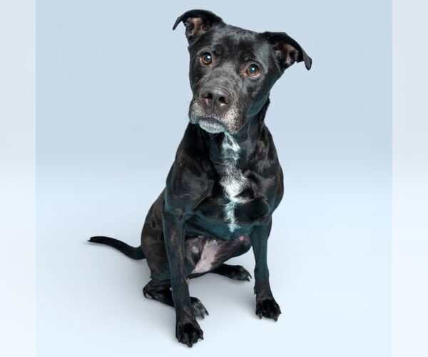 Medium Photo #2 American Pit Bull Terrier-Unknown Mix Puppy For Sale in Rowlett, TX, USA