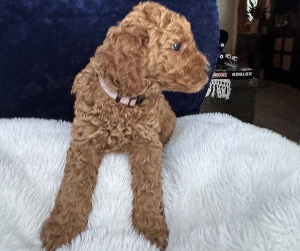 Medium Photo #3 Goldendoodle (Miniature) Puppy For Sale in SAN FERNANDO, CA, USA