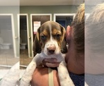Small Photo #6 Beabull-Beagle Mix Puppy For Sale in HILLSBOROUGH, NJ, USA