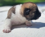 Small #6 Akita