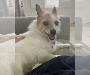 Gabbi- STOLEN - Female Mutt Dog for Adoption - Photo #3