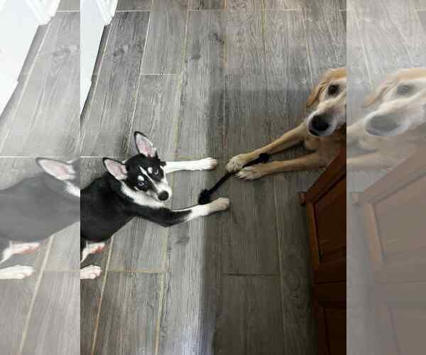 Medium Photo #15 Siberian Husky-Unknown Mix Puppy For Sale in Holly Springs, NC, USA