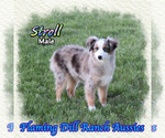 Image preview for Ad Listing. Nickname: Stroll