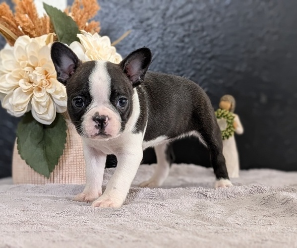 Medium Photo #54 Boston Terrier Puppy For Sale in GOSHEN, IN, USA