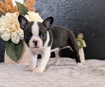 Small Photo #54 Boston Terrier Puppy For Sale in GOSHEN, IN, USA