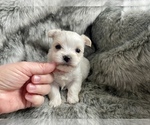 Small Photo #6 Morkie Puppy For Sale in MORRIS CHAPEL, TN, USA