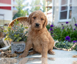 Puppy Tara Goldendoodle