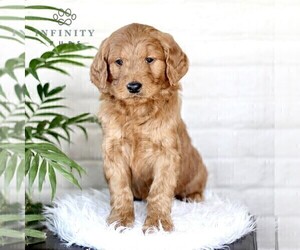 Goldendoodle (Miniature) Puppy for sale in LITITZ, PA, USA