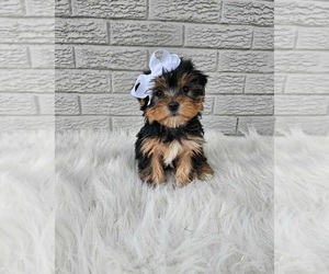 Yorkshire Terrier Puppy for sale in INDIANAPOLIS, IN, USA