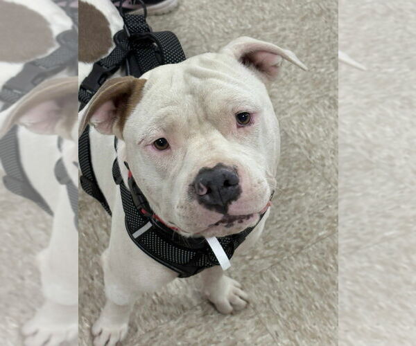 Medium Photo #2 American Pit Bull Terrier-American Staffordshire Terrier Mix Puppy For Sale in Wenonah, NJ, USA