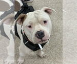 Small #1 American Pit Bull Terrier-American Staffordshire Terrier Mix