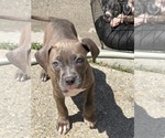 Small #12 American Pit Bull Terrier