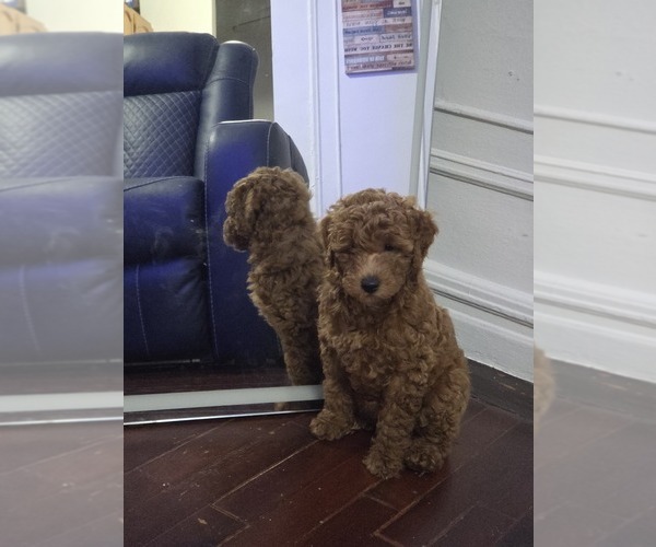 Medium Photo #1 Poodle (Miniature) Puppy For Sale in BRONX, NY, USA