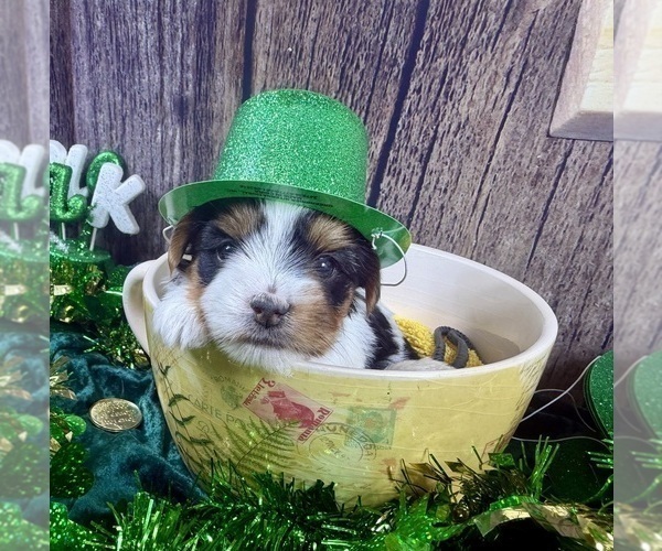 Medium Photo #6 Morkie Puppy For Sale in CASSVILLE, MO, USA