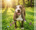 Small American Staffordshire Terrier