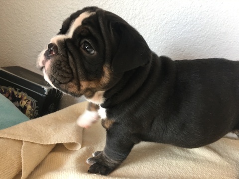Medium Photo #1 Bulldog Puppy For Sale in LA MIRADA, CA, USA