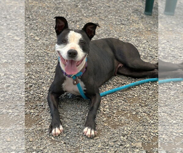 Medium Photo #15 American Pit Bull Terrier-Labrador Retriever Mix Puppy For Sale in Rockaway, NJ, USA