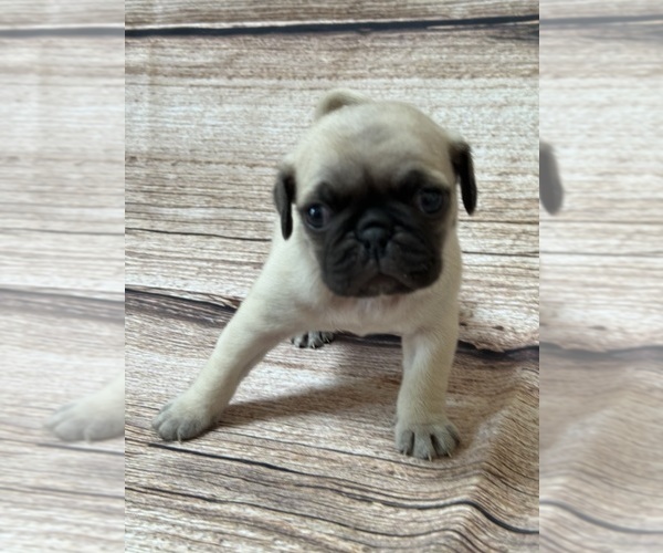 Medium Photo #1 Pug Puppy For Sale in BRIDGEPORT, CT, USA