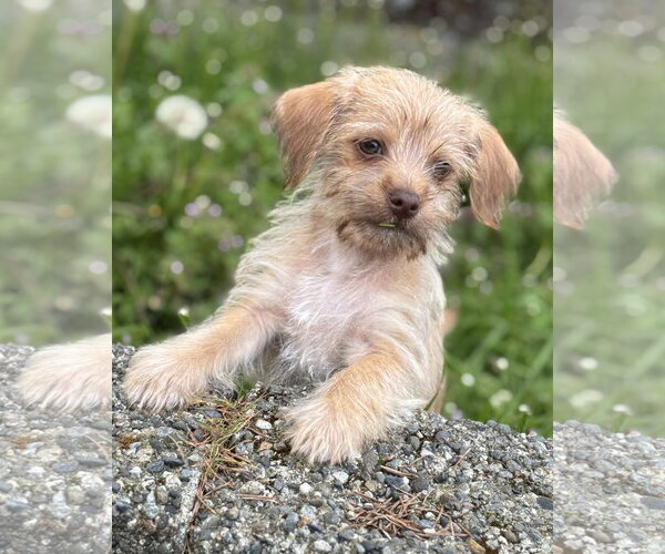 Medium Photo #2 Chihuahua-Unknown Mix Puppy For Sale in Bellevue, WA, USA