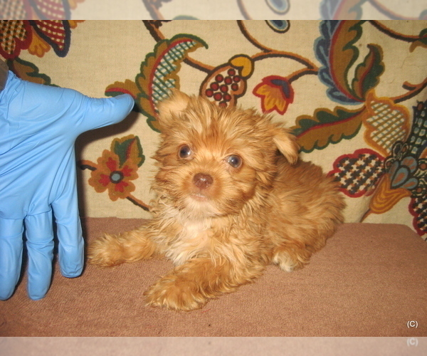 Medium Photo #1 Yorkshire Terrier Puppy For Sale in BAKERSFIELD, CA, USA