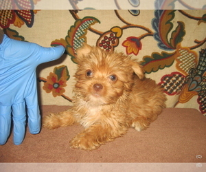 Yorkshire Terrier Puppy for sale in BAKERSFIELD, CA, USA