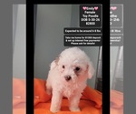 Small Poodle (Toy)