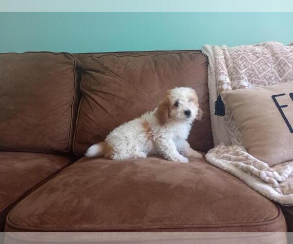 Medium Photo #6 Aussie-Poo Puppy For Sale in HOLMESVILLE, OH, USA